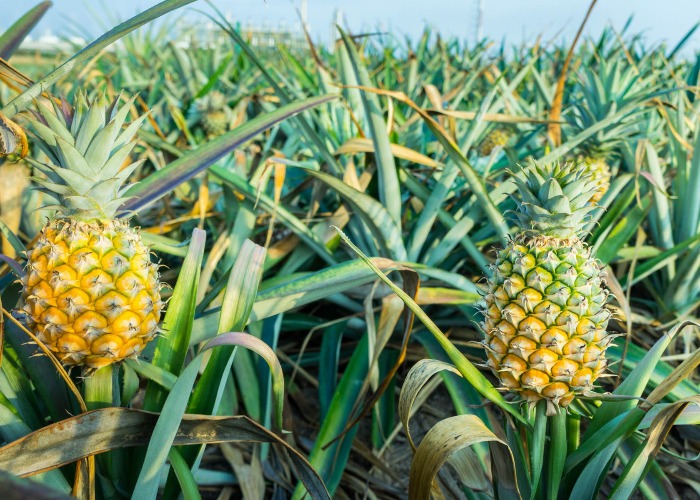 This is what your food actually looks like when it grows | lovefood.com