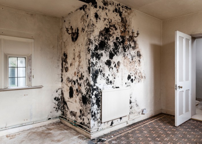 12 types of mould in the home and how to get rid of them