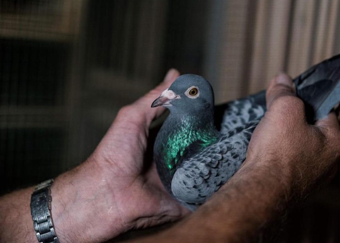 Meet 19 of the world's priciest animals – including 9 that are worth millions