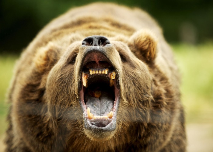 The 20 Most DANGEROUS American Animals That Might Shock You