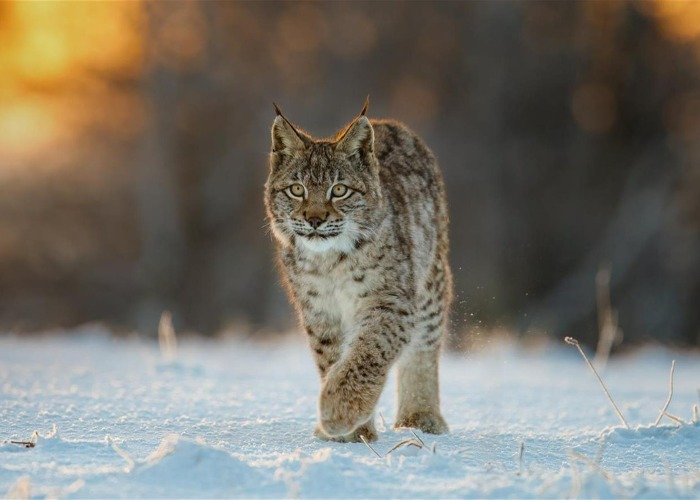 These Beloved Animals Were Extinct. Then Conservationists Brought Them Back