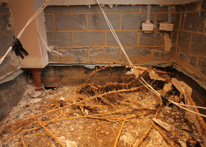 Bamboo causes £10,000 worth of damage to home