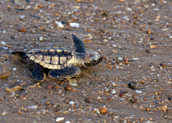 These Are Australia's Truly Unforgettable Wildlife Encounters