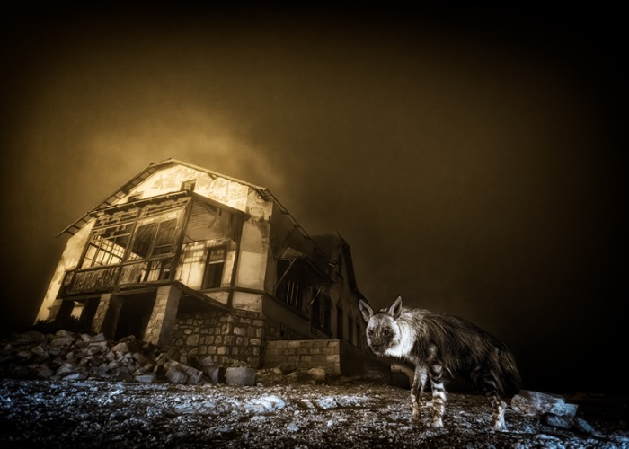 Breathtaking images from the Wildlife Photographer of the Year awards 2025