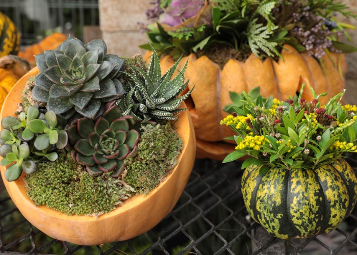 30+ Awesome Pumpkin Décor Ideas You'll Love
