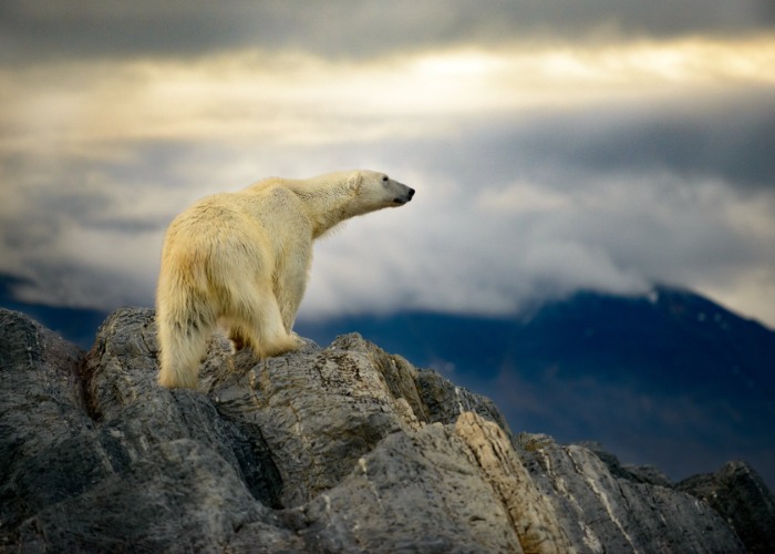 Ranked: the most DANGEROUS European animals you wouldn’t want to meet ...