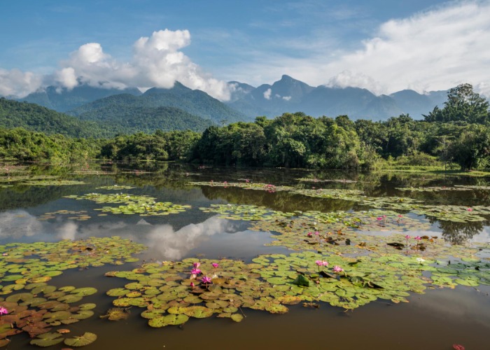 The world's most precious rainforests that could soon be lost forever