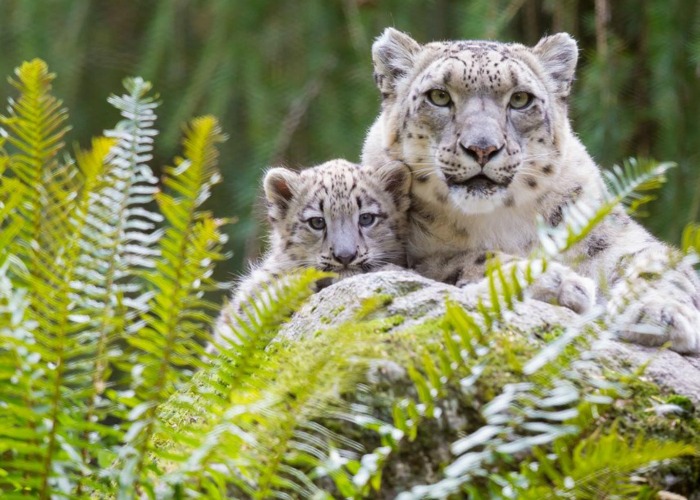 Go wild at America’s best zoos and aquariums