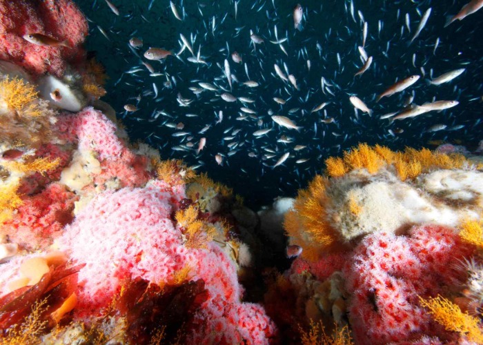 30 Incredible Things You Didn't Know About America's Oceans