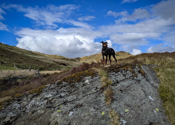 Dogs Aren’t Welcome Everywhere In The UK. But They Are Here