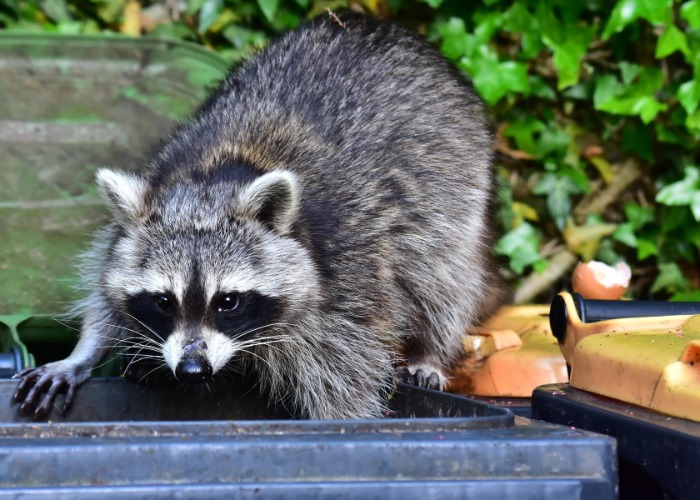 13 Creatures It’s Illegal To Remove From Your Home And Garden