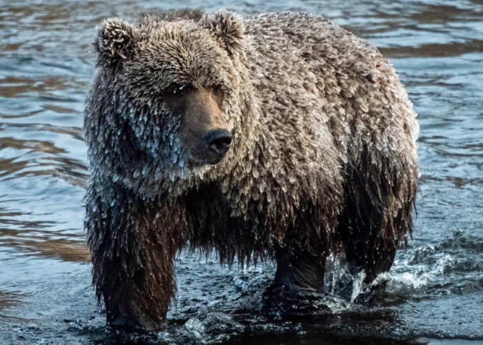 Canada's bucket-list wildlife experiences