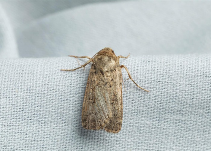 Moth invasion warning as insects descend on homes