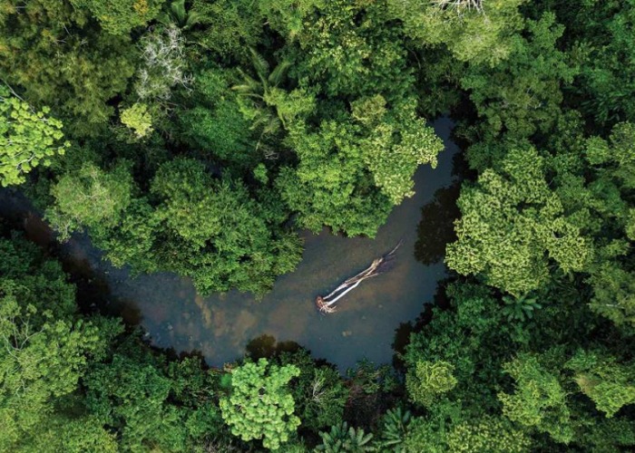 Revealed: Incredible images of Earth's most stunning forests