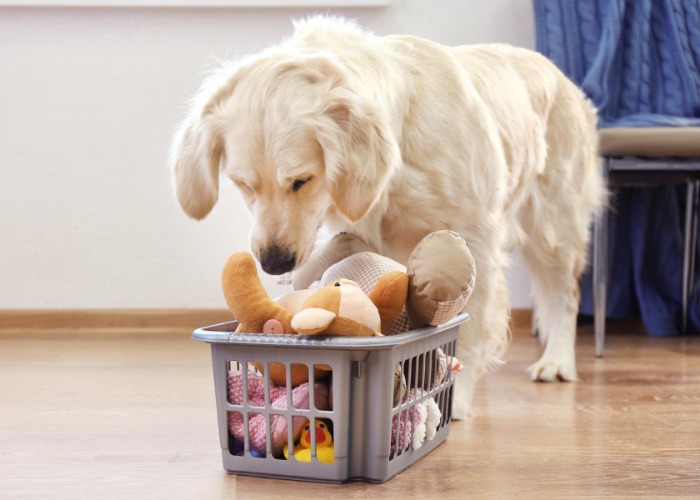 Did you know this HARMFUL bacteria is hiding in your dog’s toys?