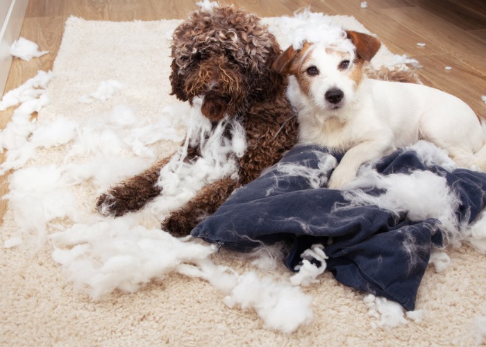 30 home hazards that are a danger to pets | loveproperty.com - Indoor Hazards For Dogs