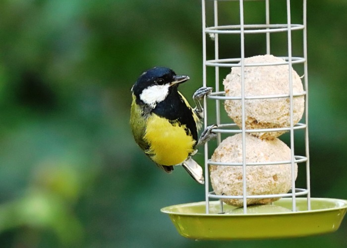 13 deadly diseases that could be lurking in your garden: how to fight back