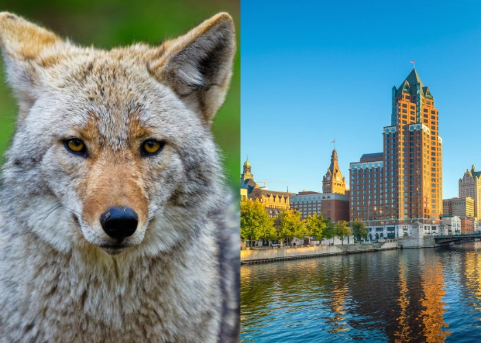 Incredible Animals You Can See In American Cities