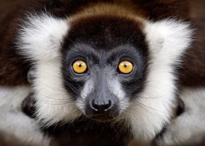 The world's most incredible wildlife destinations, ranked