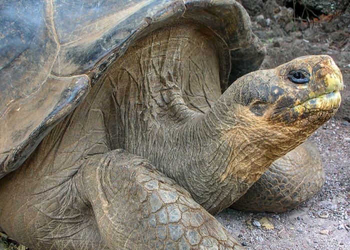 Extraordinary extinct creatures we'll never see