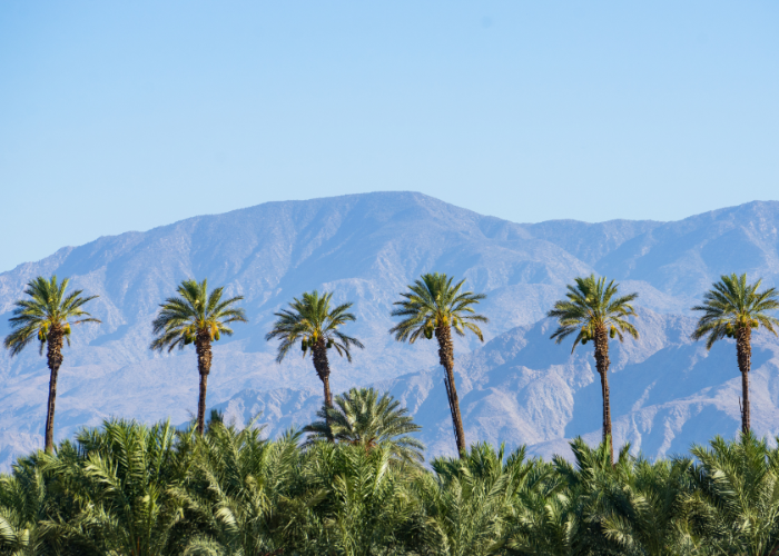 'I visited Palm Springs and fell in love, here's why you should too'