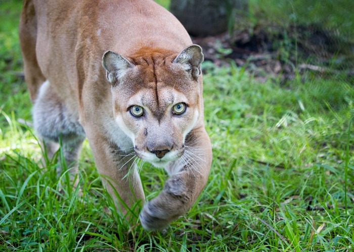 Amazing wild animals you can see in America’s national parks ...