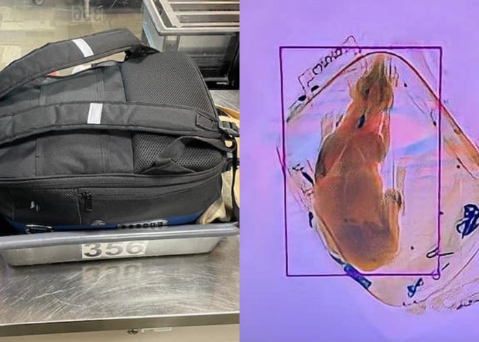 You Won't Believe Some Of The Things The TSA Confiscated In 2022