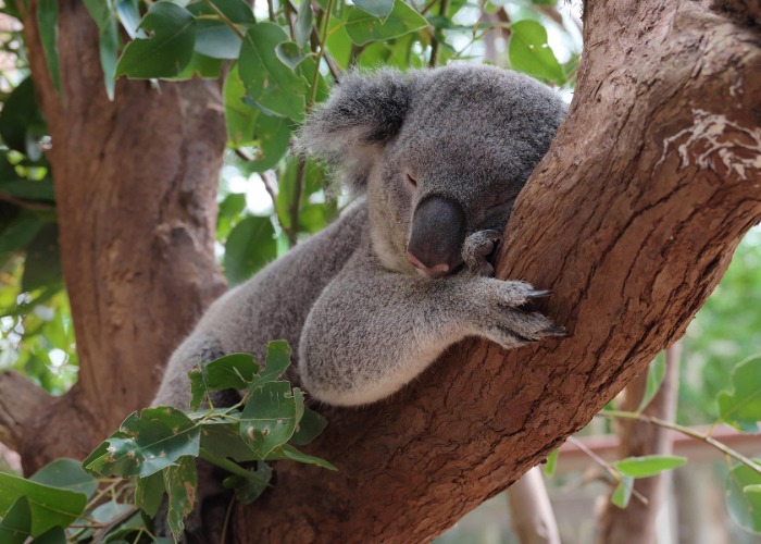 Why the world is so obsessed with Australia and the Australian way of life