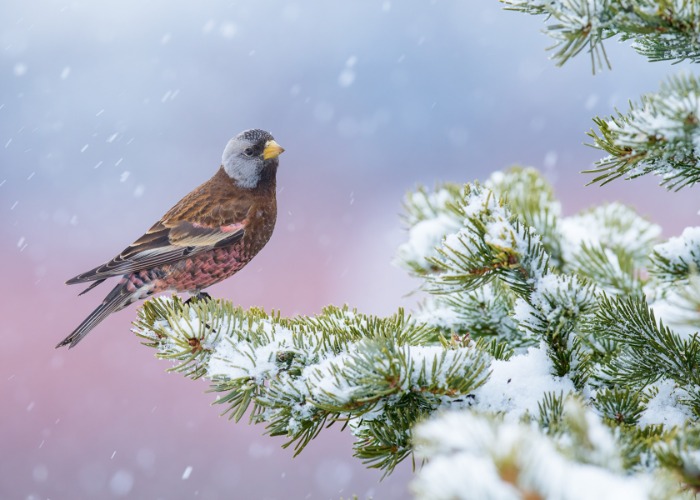 Winning images from the 2026 Bird Photographer of the Year competition