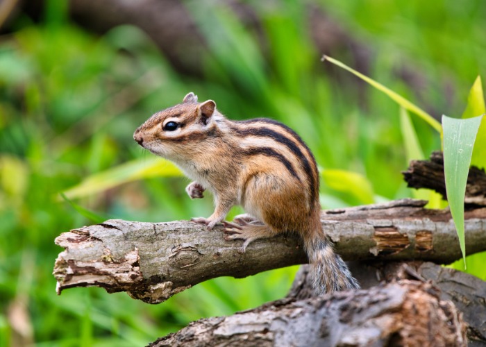 13 Backyard Pests That Are Protected