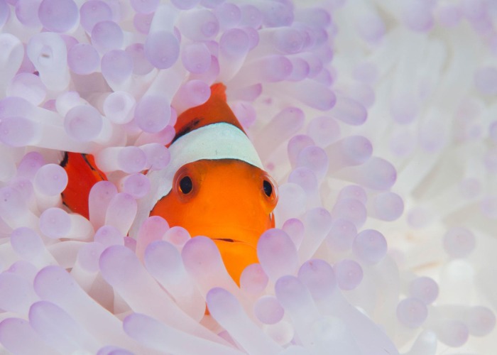 Revealed: Mysterious Ocean Creatures Lurking Beneath The Surface