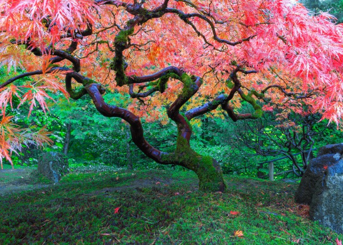 The UK’s most incredible trees, plus more around the world