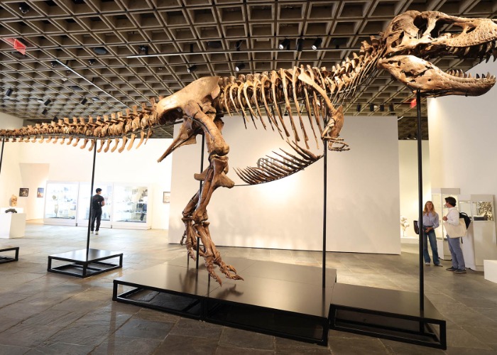 14 incredible dinosaur finds that sold for a fortune