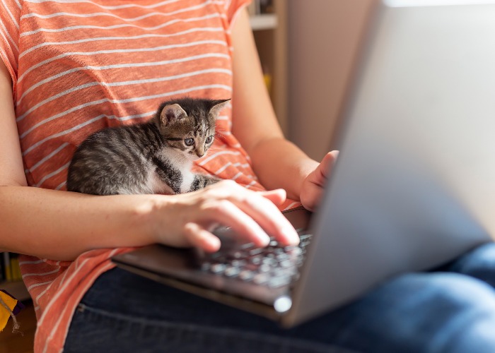 Pet scam: ‘I was conned out of a £300 deposit for kittens’