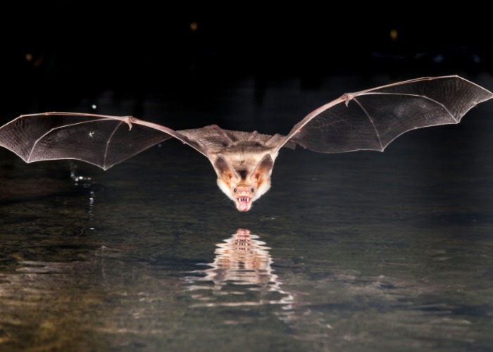 America's most marvellous creatures that only come out after dark
