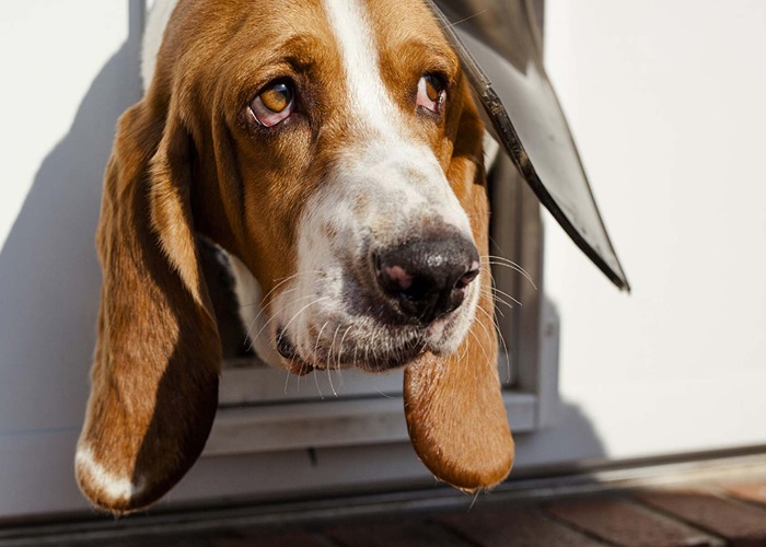 does a dog flap affect house insurance