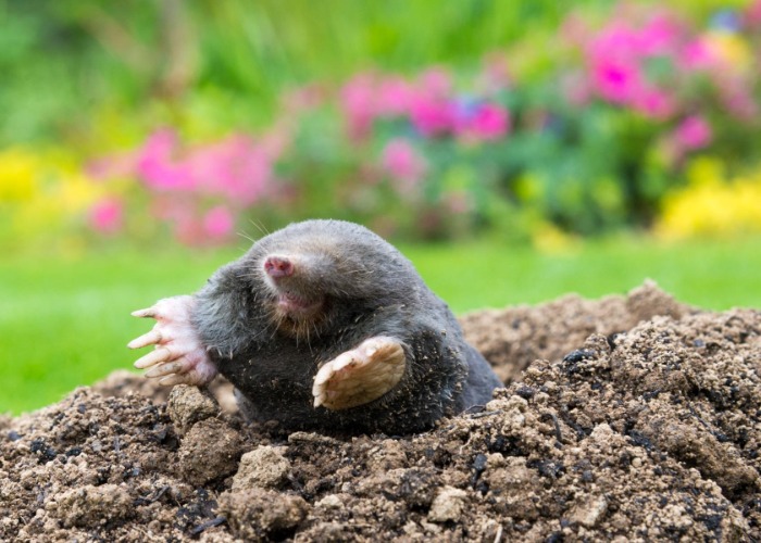The 14 protected creatures you cannot legally remove from your home