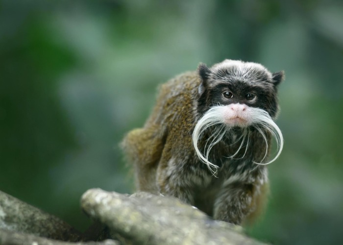 The most adorable creatures in the world, ranked