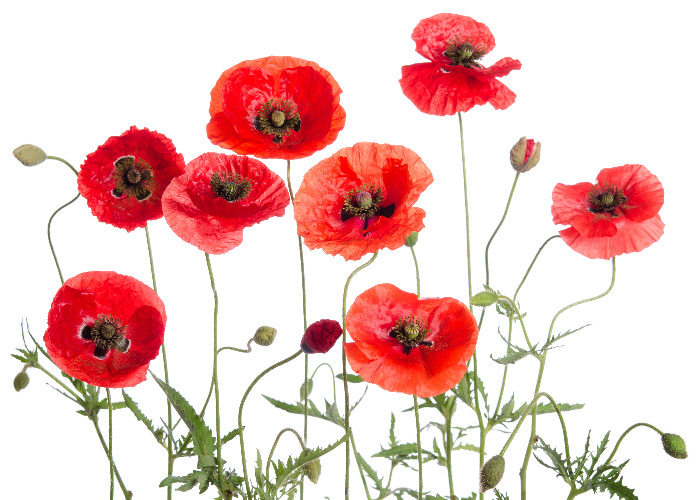 Coventry Building Society Poppy Bond 2020: is it worth going for?