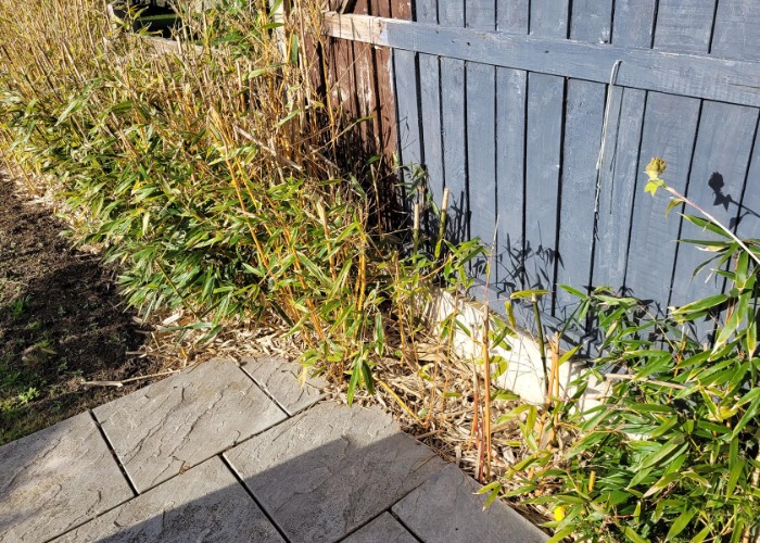 9 invasive plants and how to stop them from spreading from hogweed to