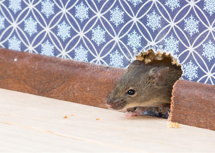 The most common household pest problems solved