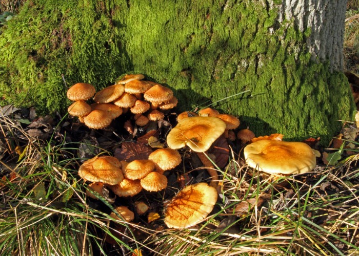 The Plant Diseases That Could Destroy Your Back Yard – And How To Stop Them