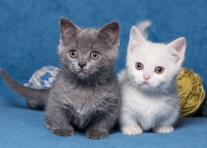 The World’s 33 Cutest Animals In ADORABLE Photos
