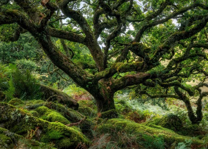 Britain’s Beautiful Hidden Woodlands Are Packed With Secrets
