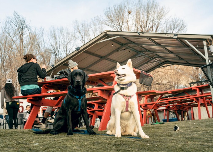 30 Dog-Friendly Restaurants You and Your Pooch Will Love