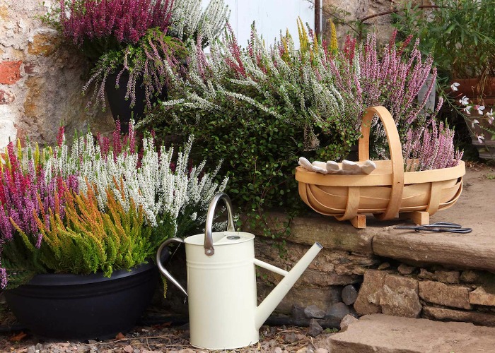 35 Autumn Garden Jobs You Need To Do Right Now Loveproperty 35-autumn-garden-jobs-you-need-to-do-right-now-loveproperty