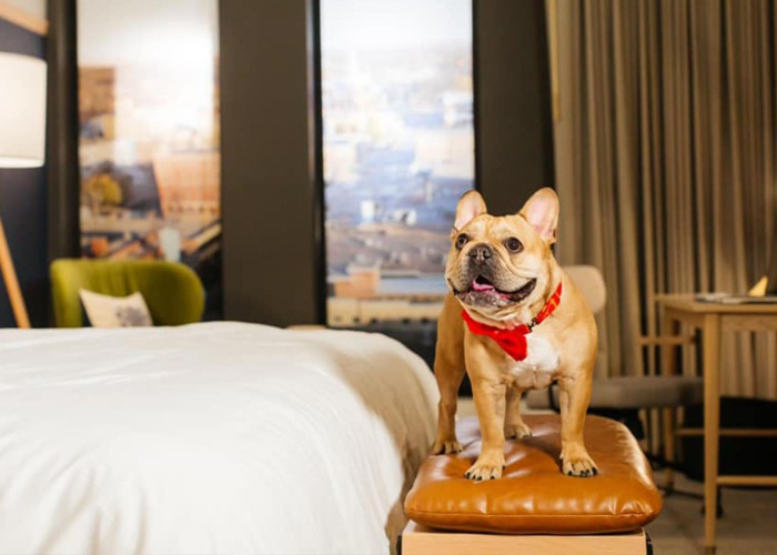 We've Found Your State's BEST Pet-Friendly Hotel