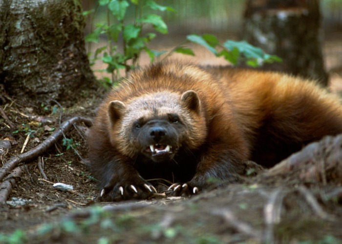 19 dangerous creatures you must avoid in Canada