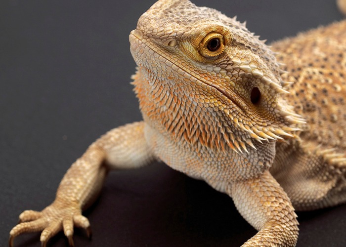 From bearded dragons to angry birds: most bizarre insurance claims
