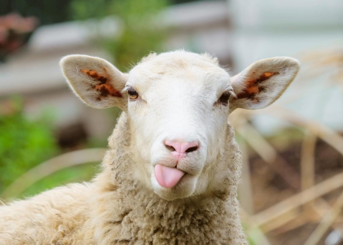 27 strange US state tax laws you won't believe actually exist